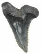 Fossil Hemipristis Tooth - Georgia #61625-1